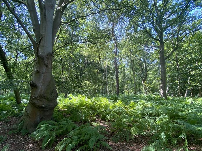 Farm Land For Sale In Woodland, Reepham Road, Swannington, Norwich, Norfolk, NR9